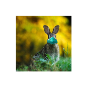 Hase